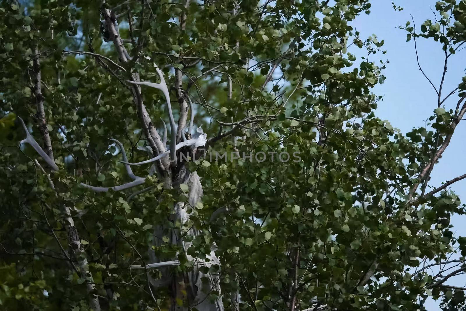 skull of a reindeer on a tree. Traditional beliefs of the peoples of the north. The customs of the locals of the tundra. by DePo