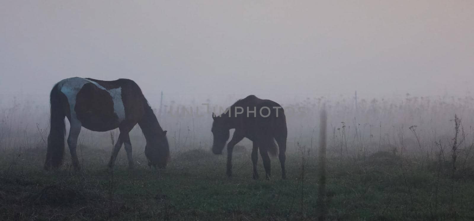 horse grazes in a clearing. Fog on the meadow where the horse grazes. by DePo