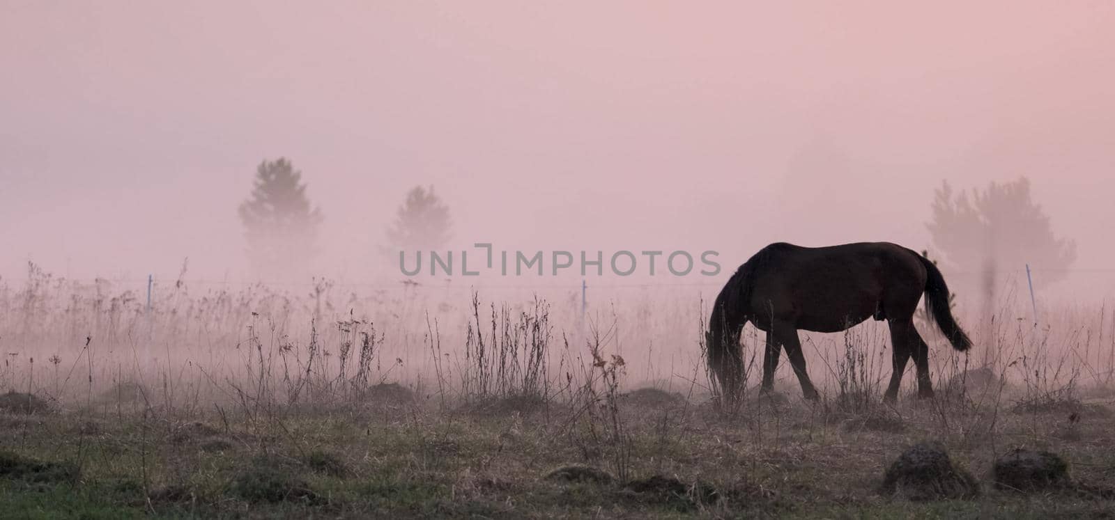 horse grazes in a clearing. Fog on the meadow where the horse grazes. by DePo