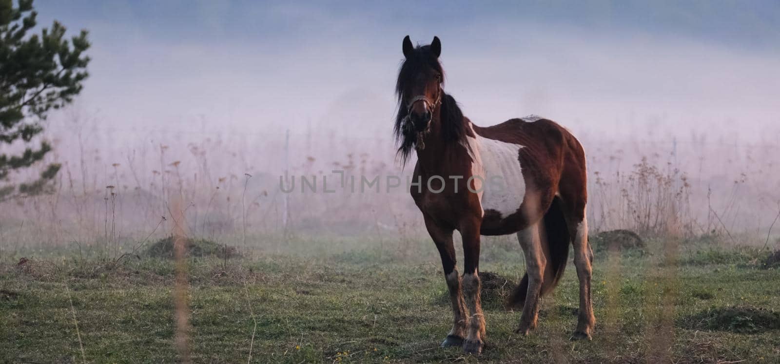 horse grazes in a clearing. Fog on the meadow where the horse grazes. by DePo