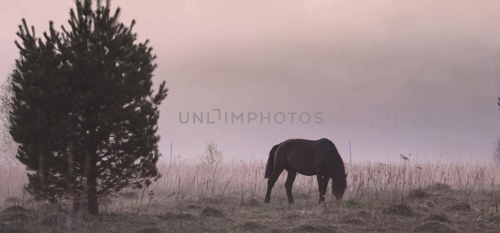 The horse grazes in a clearing. Fog on the meadow where the horse grazes.