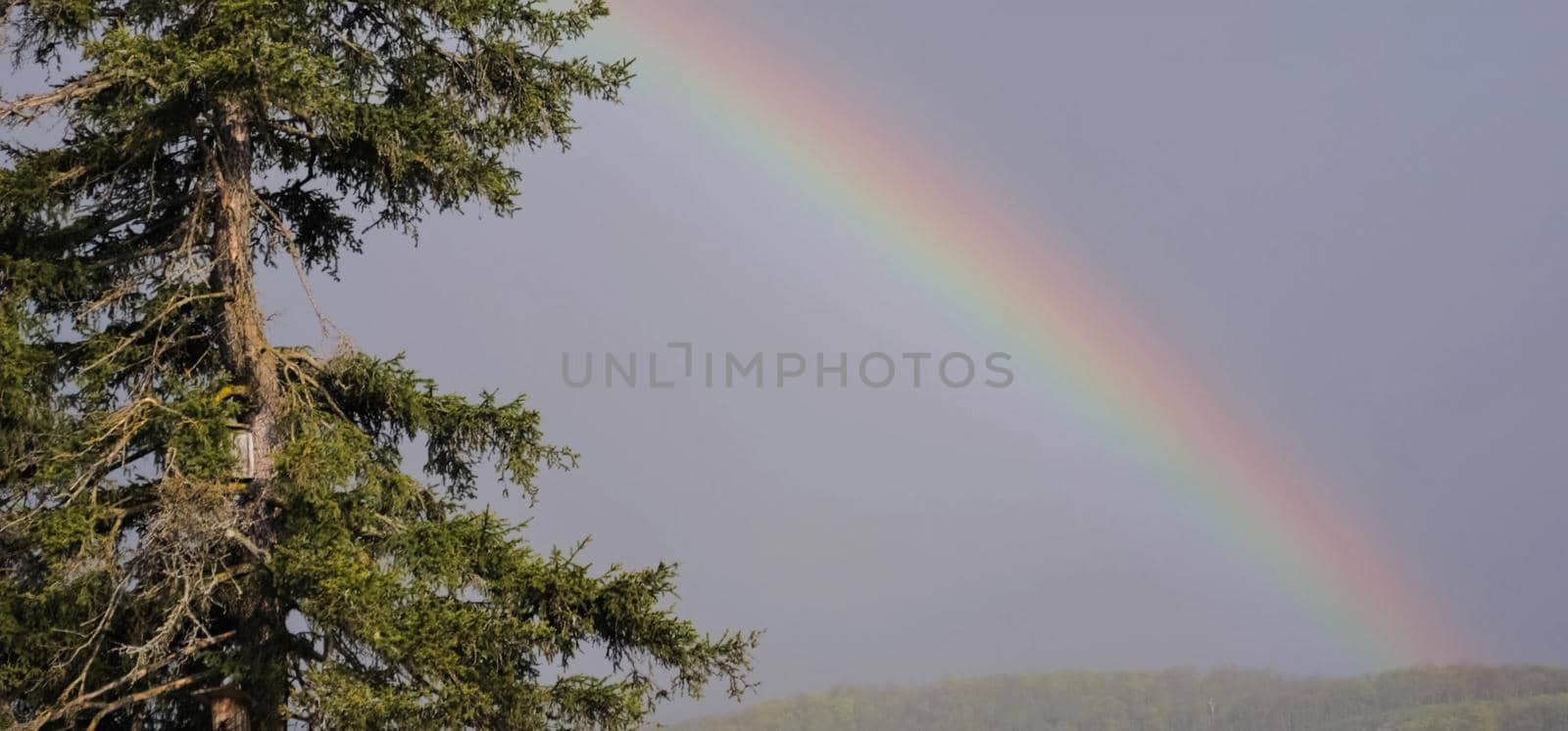 Rainbow in the sky against the pine. Rainbow over the taiga.