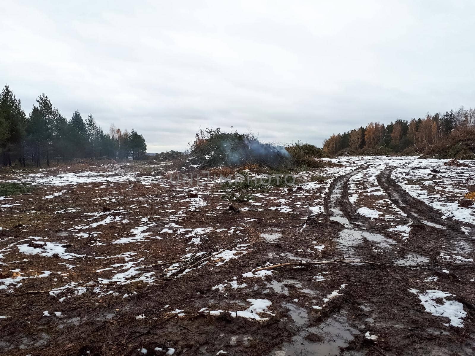 place where the forest was cut down. Stumps and logs from cutting down and cutting down trees. by DePo