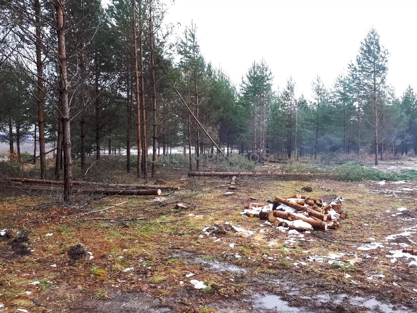 A place where the forest was cut down. Stumps and logs from cutting down and cutting down trees.