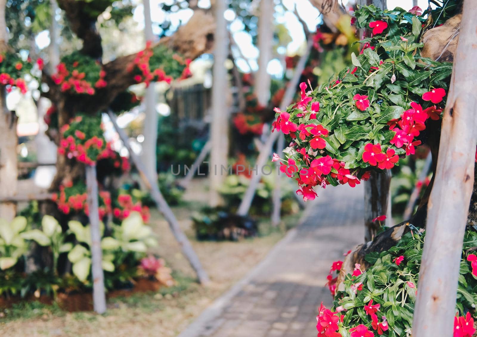 red flower common name is West Indian periwinkle, Madagascar periwinkle, Bringht eye, Indian periwinkle, Cape periwinkle, Pinkle-pinkle, Pink periwinkle, Vinca, Cayenne jasmin. Scientific name is Catharanthu