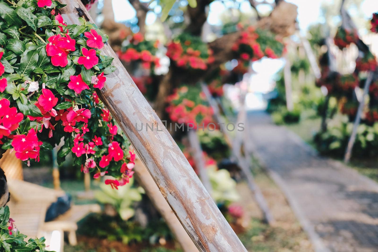 red flower common name is West Indian periwinkle, Madagascar periwinkle, Bringht eye, Indian periwinkle, Cape periwinkle, Pinkle-pinkle, Pink periwinkle, Vinca, Cayenne jasmin. Scientific name is Catharanthu
