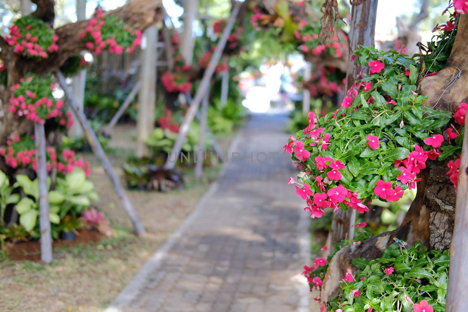 red flower common name is West Indian periwinkle, Madagascar periwinkle, Bringht eye, Indian periwinkle, Cape periwinkle, Pinkle-pinkle, Pink periwinkle, Vinca, Cayenne jasmin. Scientific name is Catharanthu