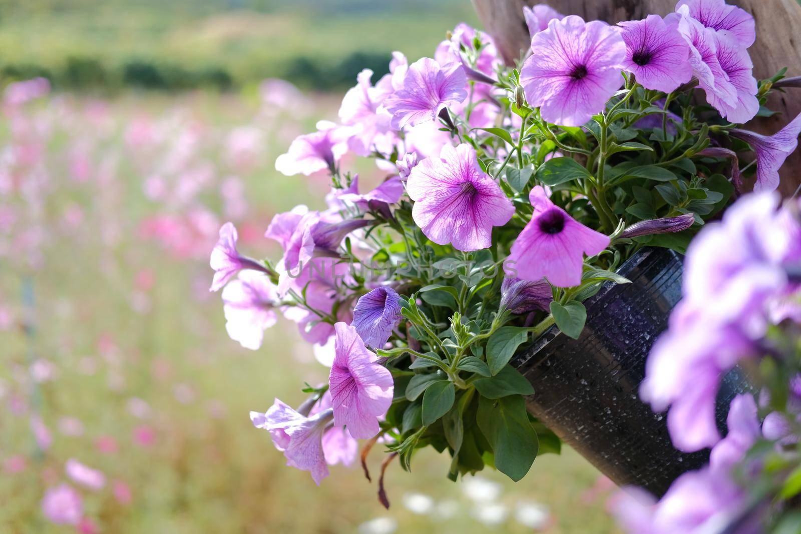 purple Petunia flower decorating in flowerpot in garden