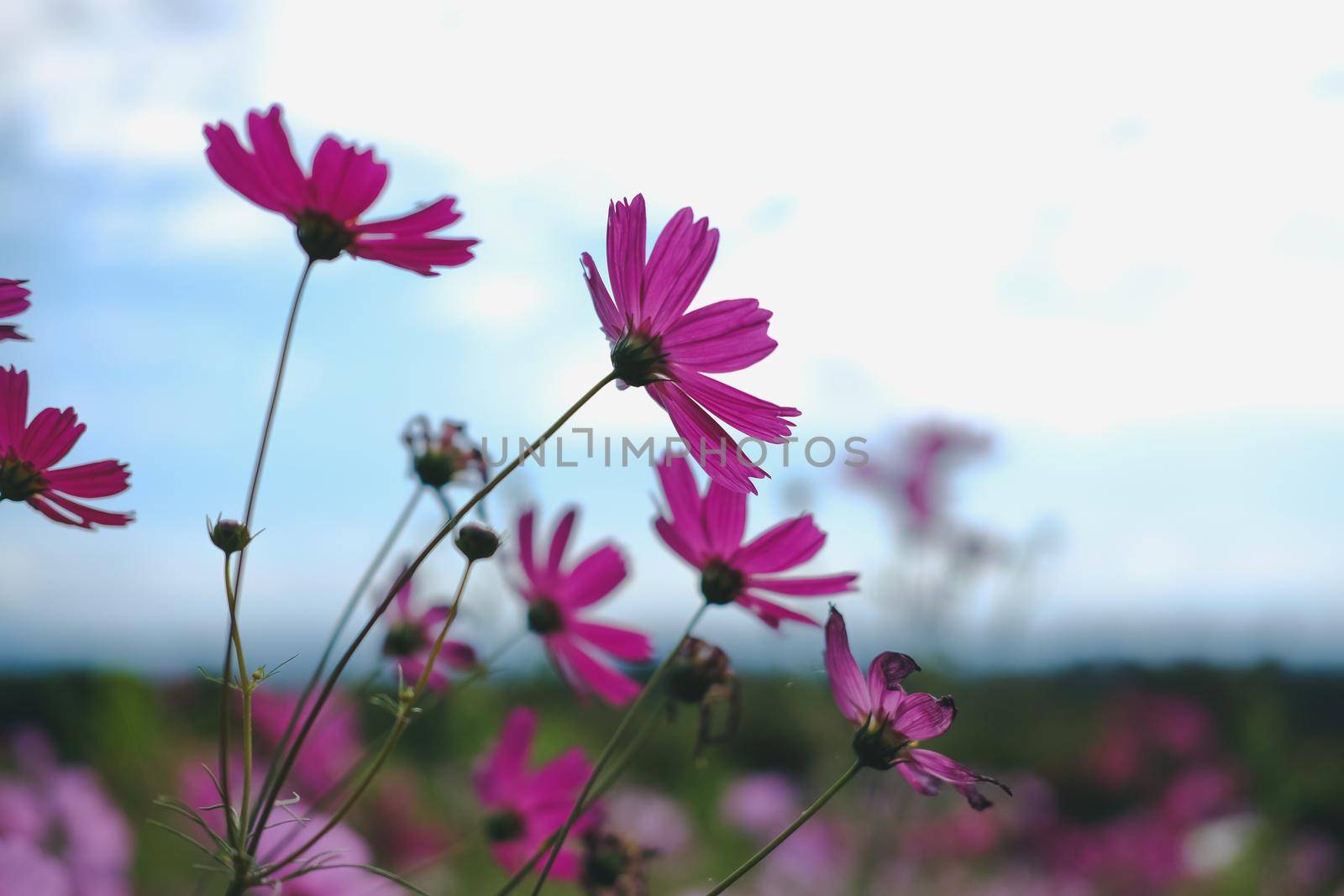 pink cosmos flower in flora meadow field