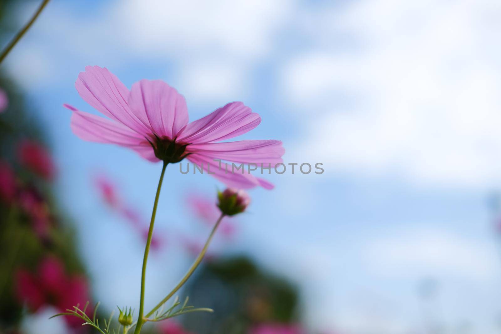 pink cosmos flower in flora meadow field