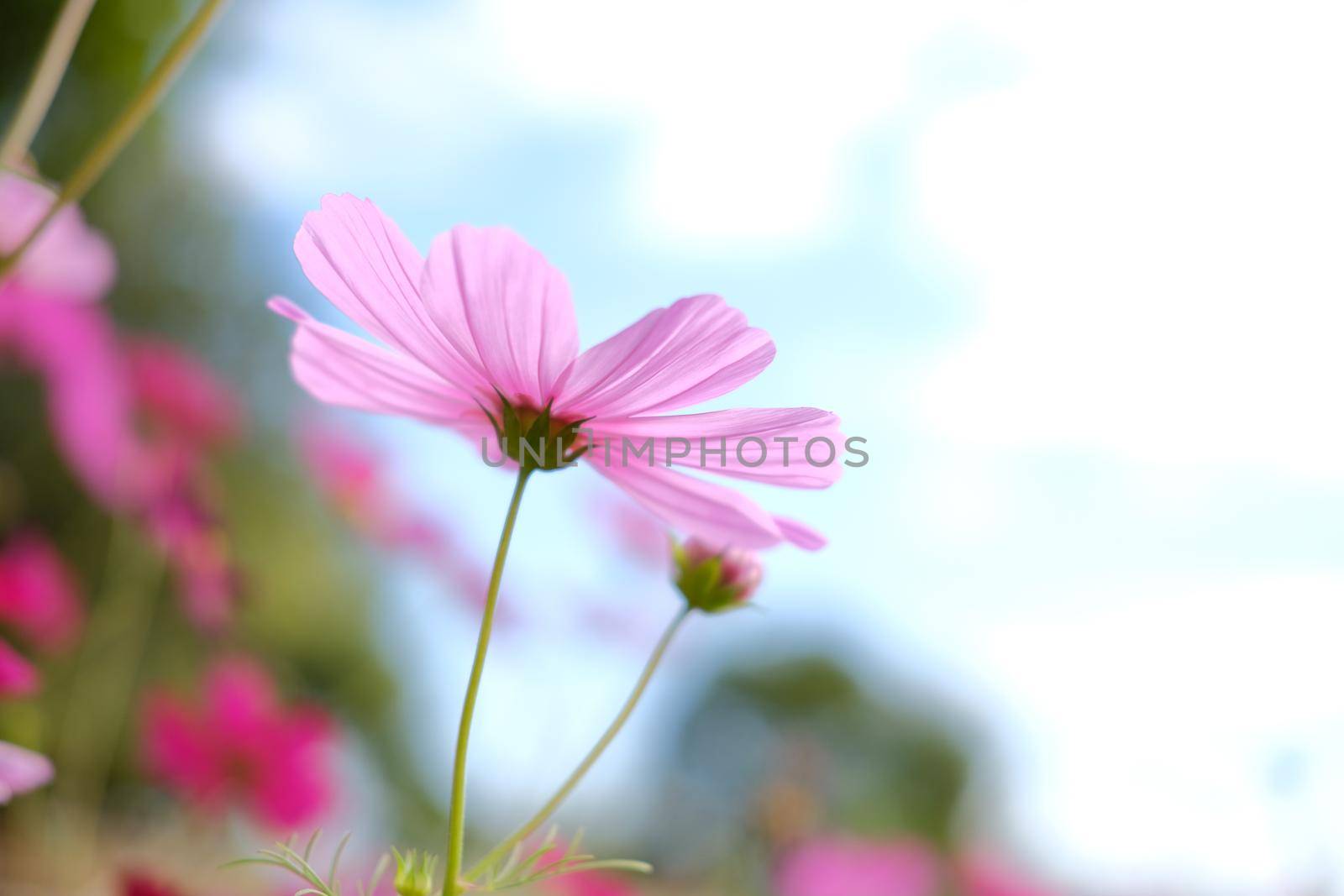 pink cosmos flower in flora meadow field