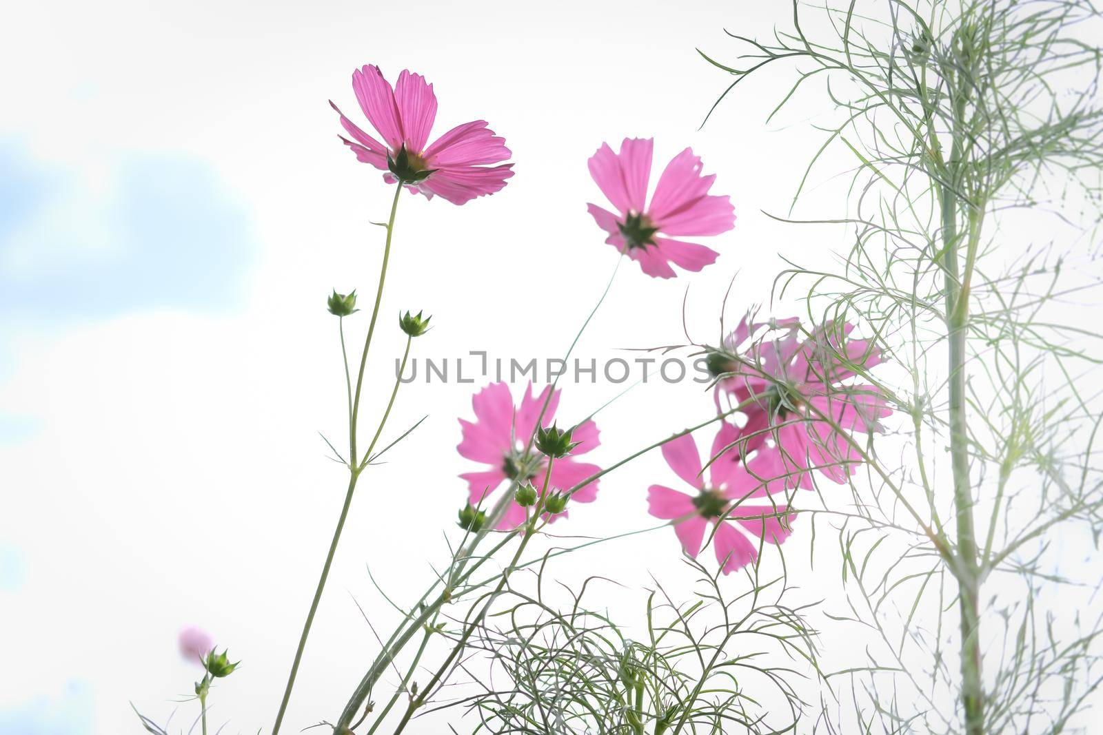 pink cosmos flower in flora meadow field