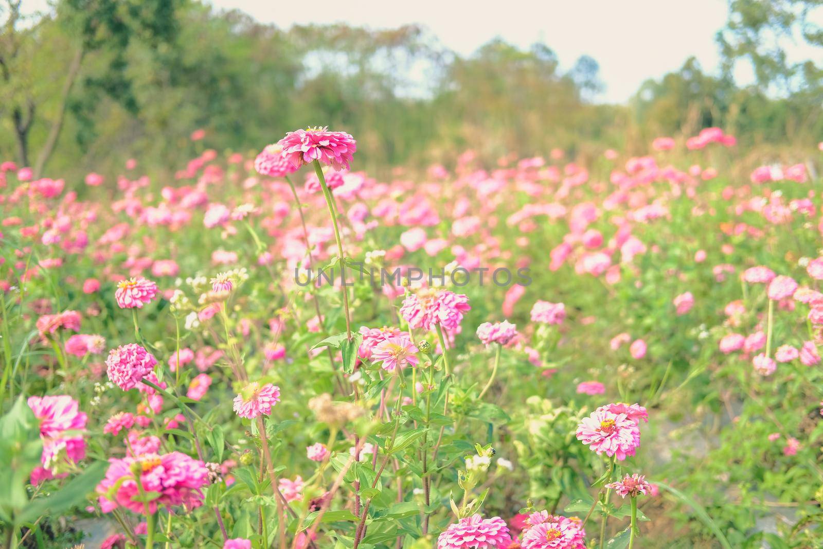 pink zinnia flower in flora meadow field