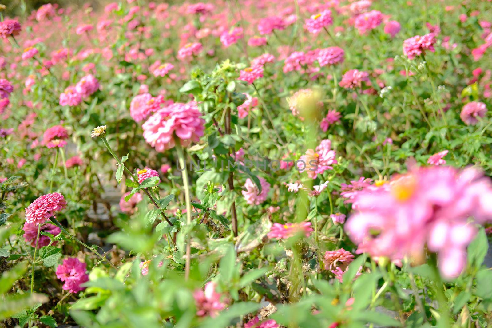 pink zinnia flower in flora meadow field