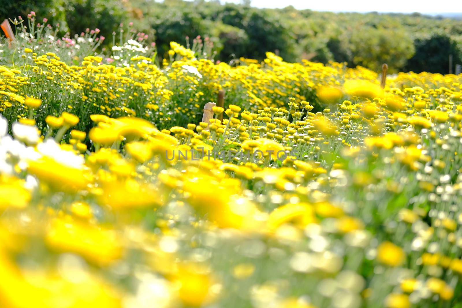 yellow chrysanthemum flower blooming in flora meadow field
