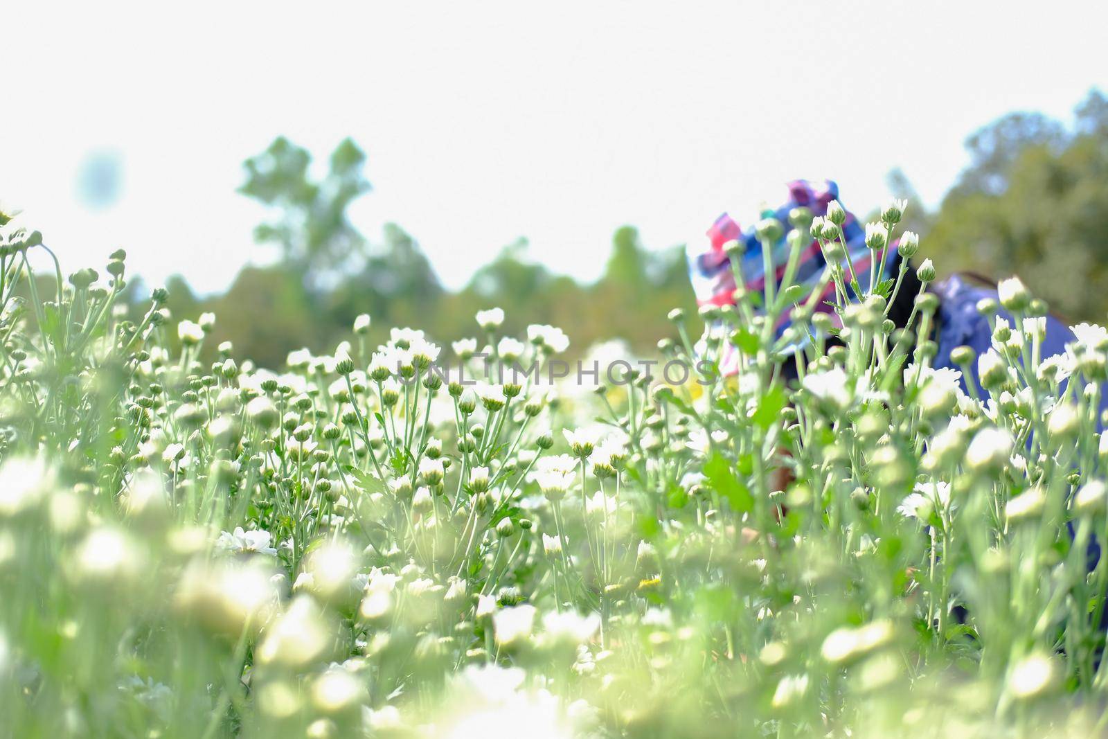 white chrysanthemum flower blooming in flora meadow field