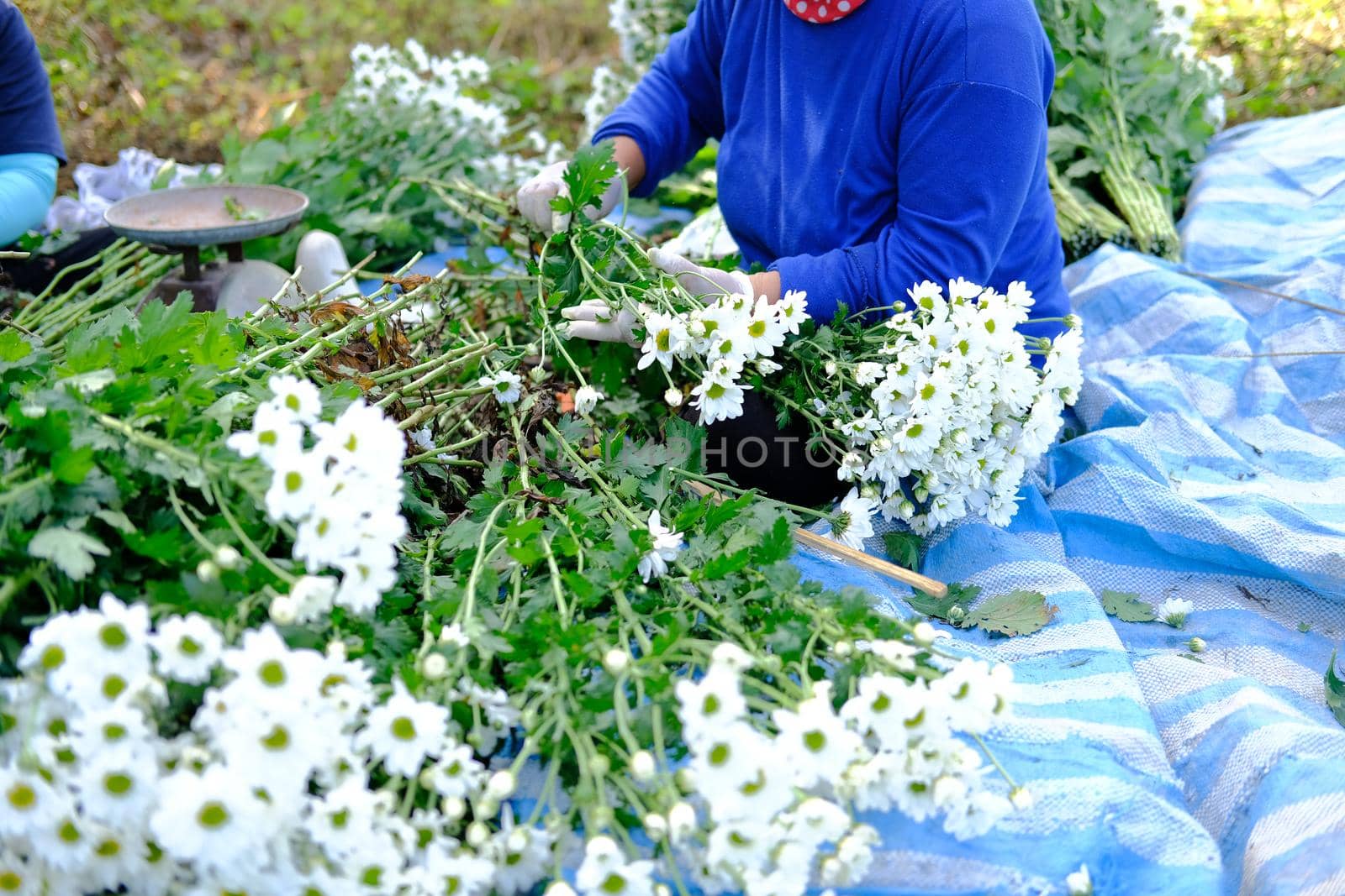 farmer woman arranging chrysanthemum flower for sale. flowers delivery business