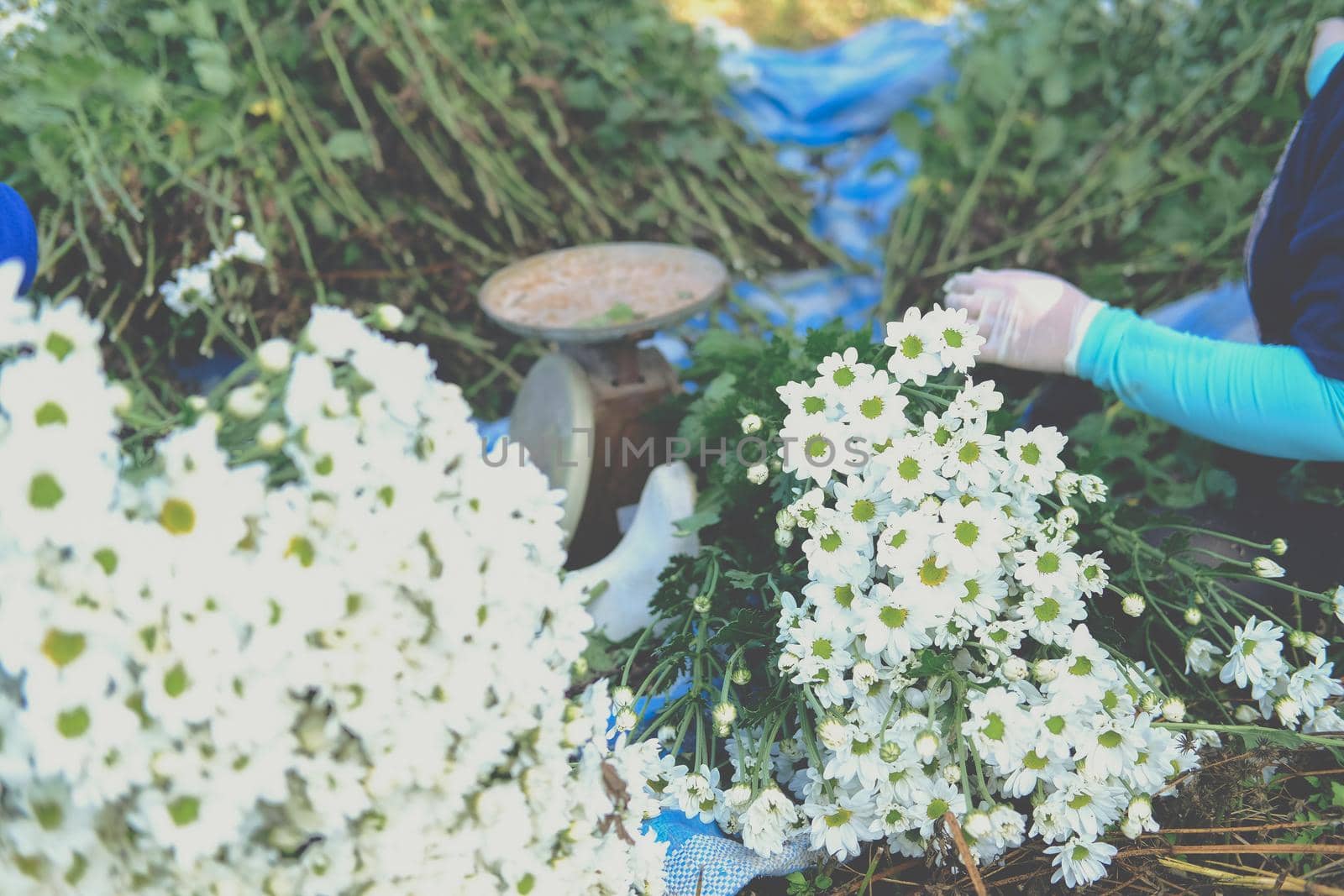farmer woman arranging chrysanthemum flower for sale. flowers delivery business