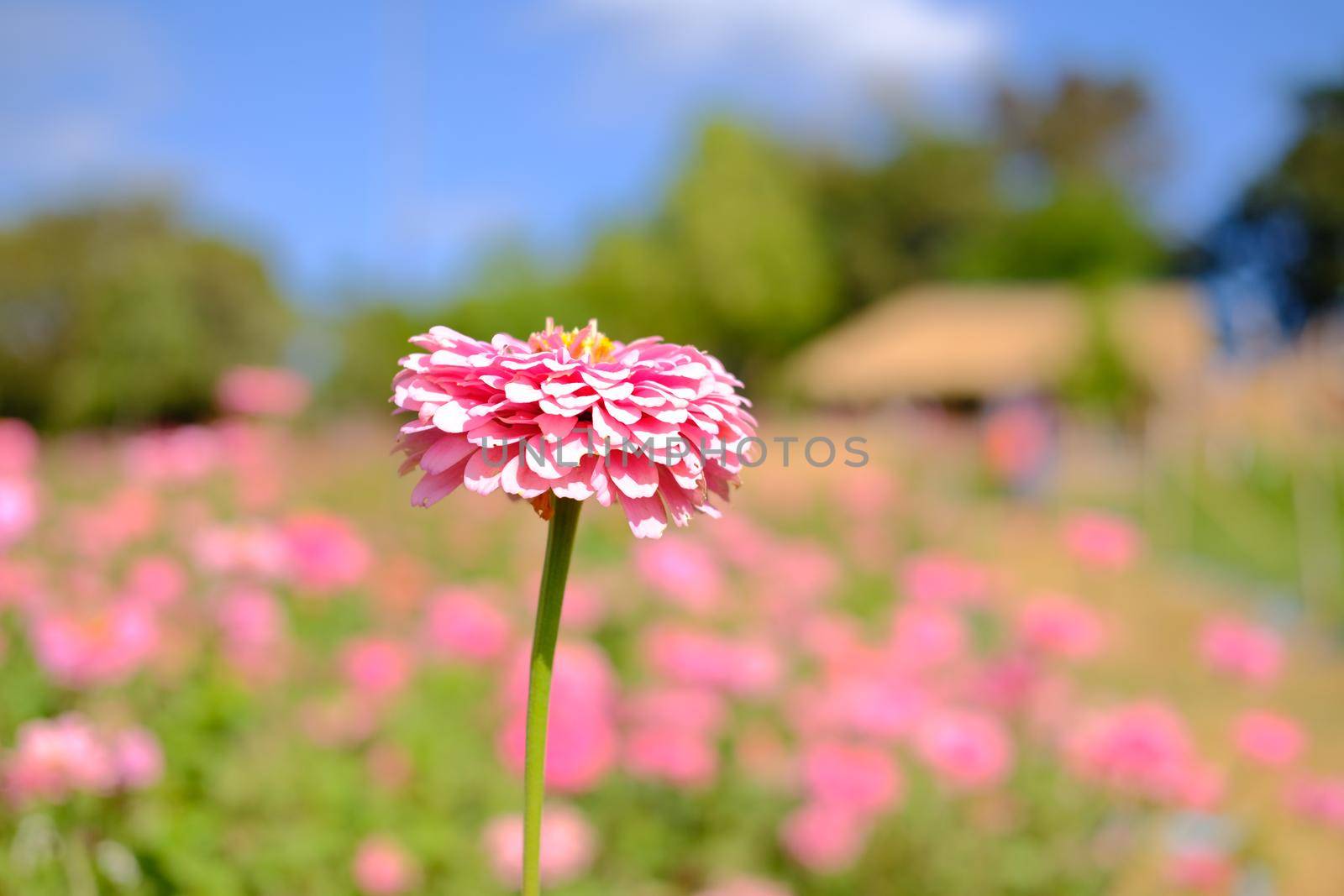 pink zinnia flower in flora meadow field