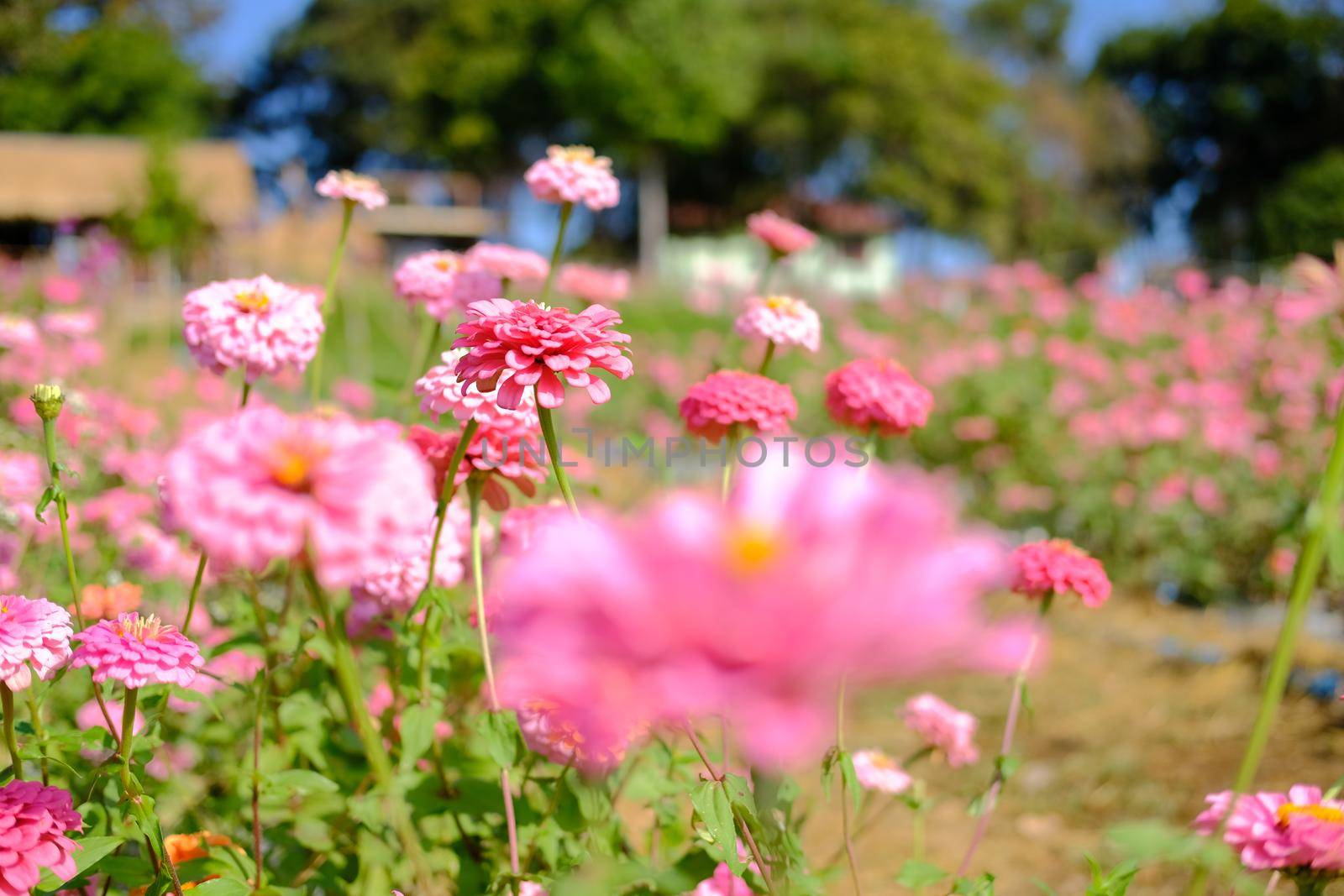 pink zinnia flower in flora meadow field