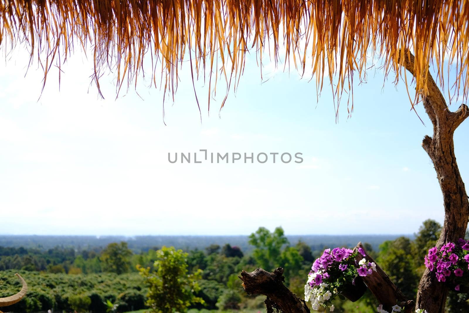 thatched roof made from straw and hay with nature view