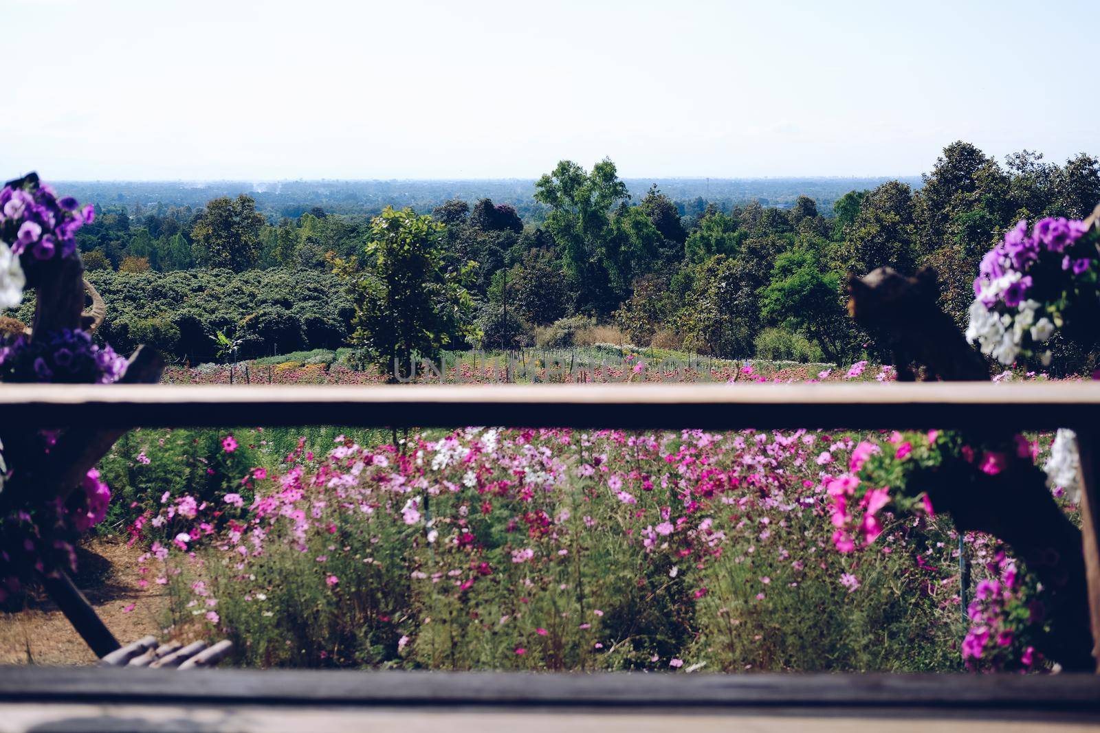 cosmos flower meadow field view from wooden gazebo
