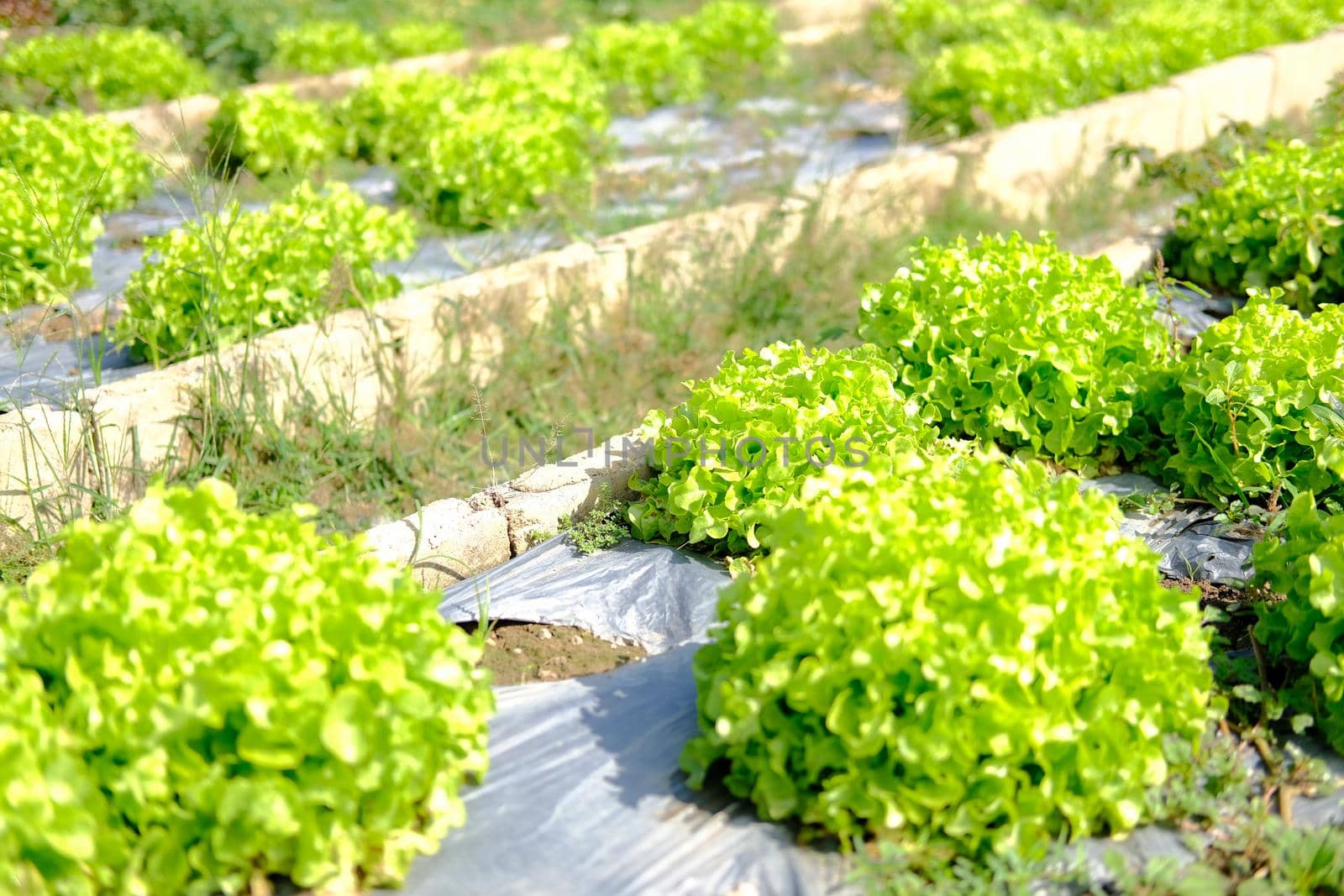 green oak lettuce vegetable plant growing in garden farm