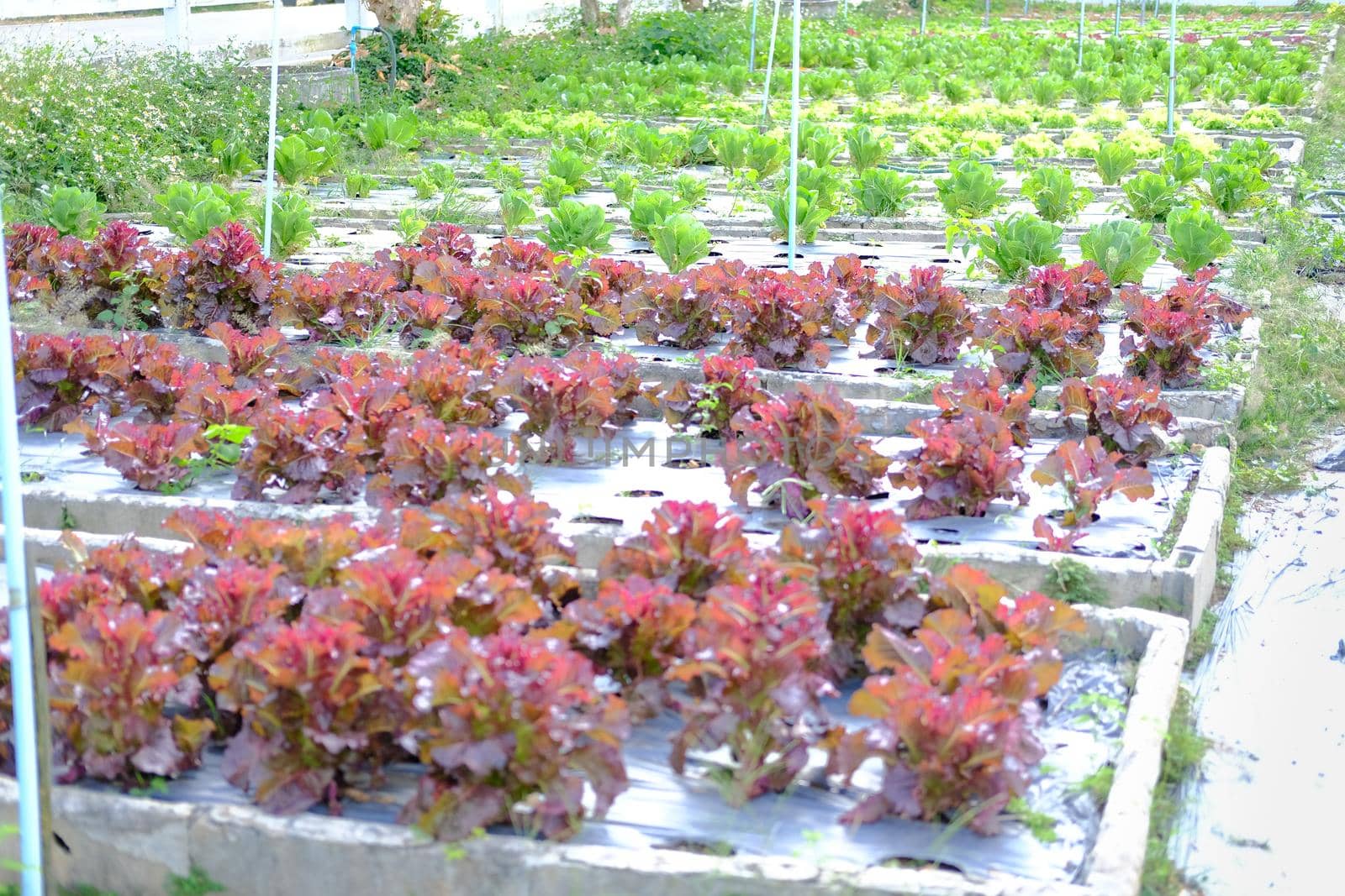 cos lettuce vegetable plant growing in garden farm