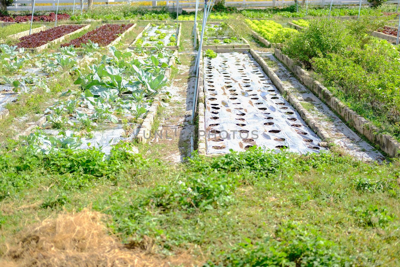 Cauliflower vegetable plant growing in garden farm