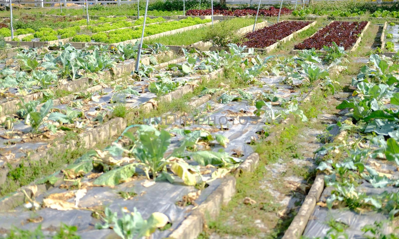 vegetable plant growing in garden farm