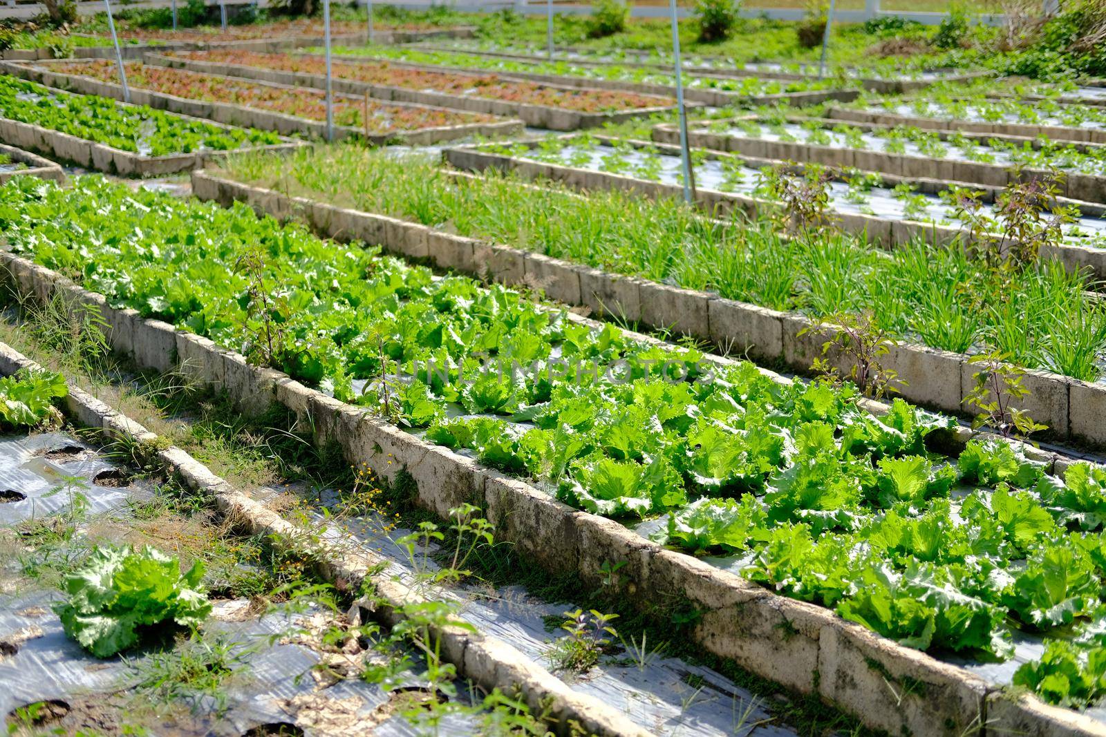 Frillice Iceberg lettuce vegetable plant growing in garden farm