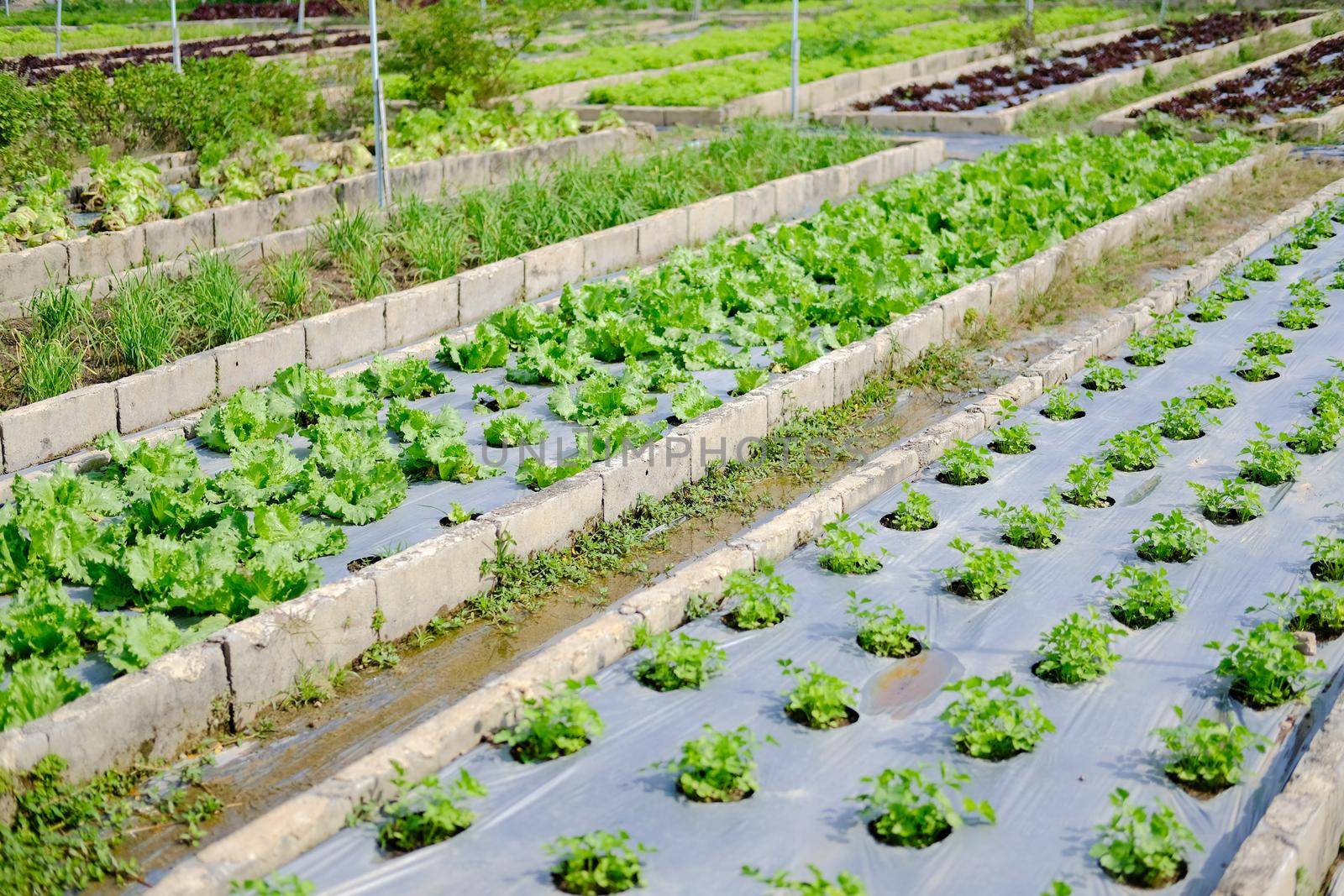 Frillice Iceberg lettuce vegetable plant growing in garden farm
