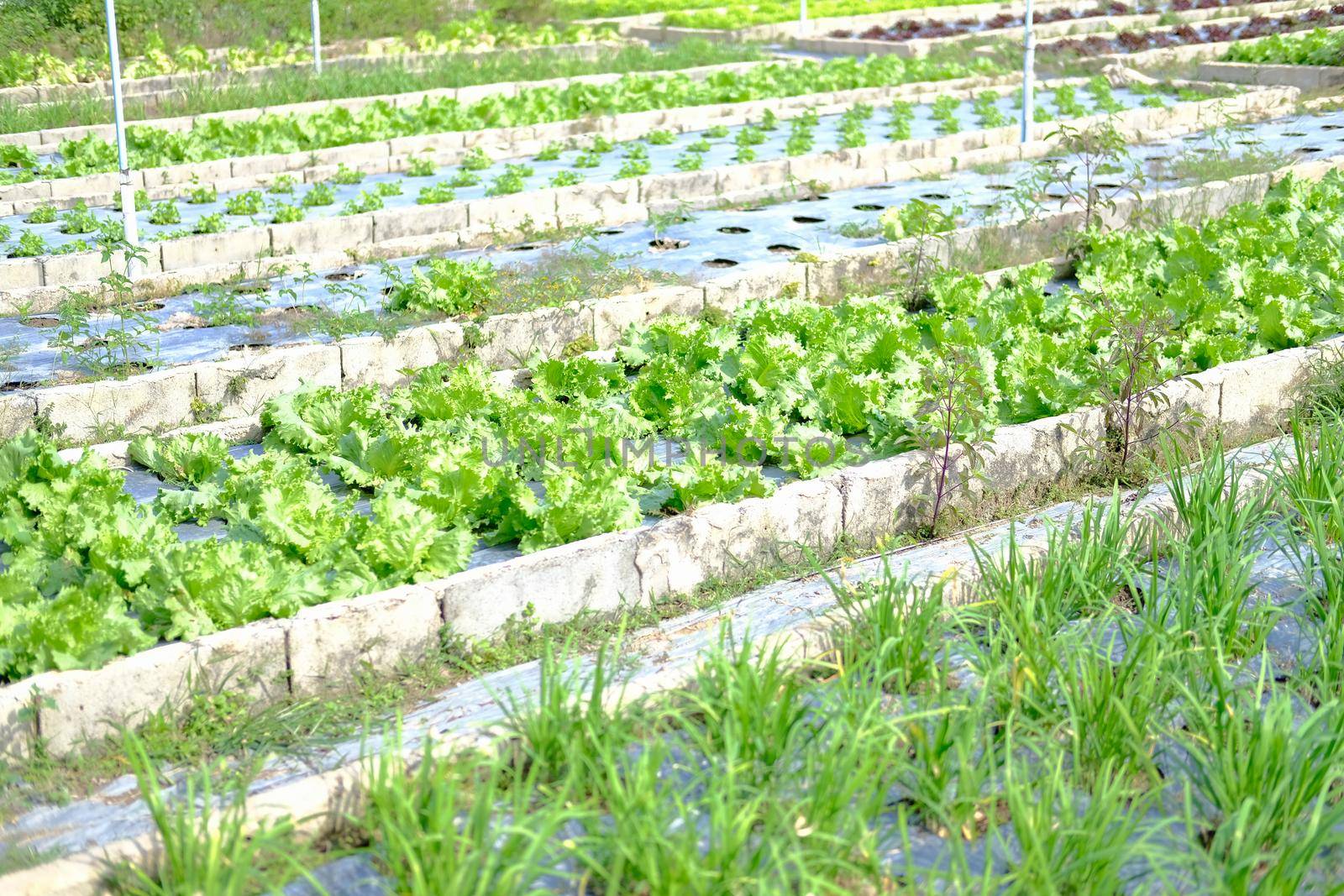Frillice Iceberg lettuce vegetable plant growing in garden farm