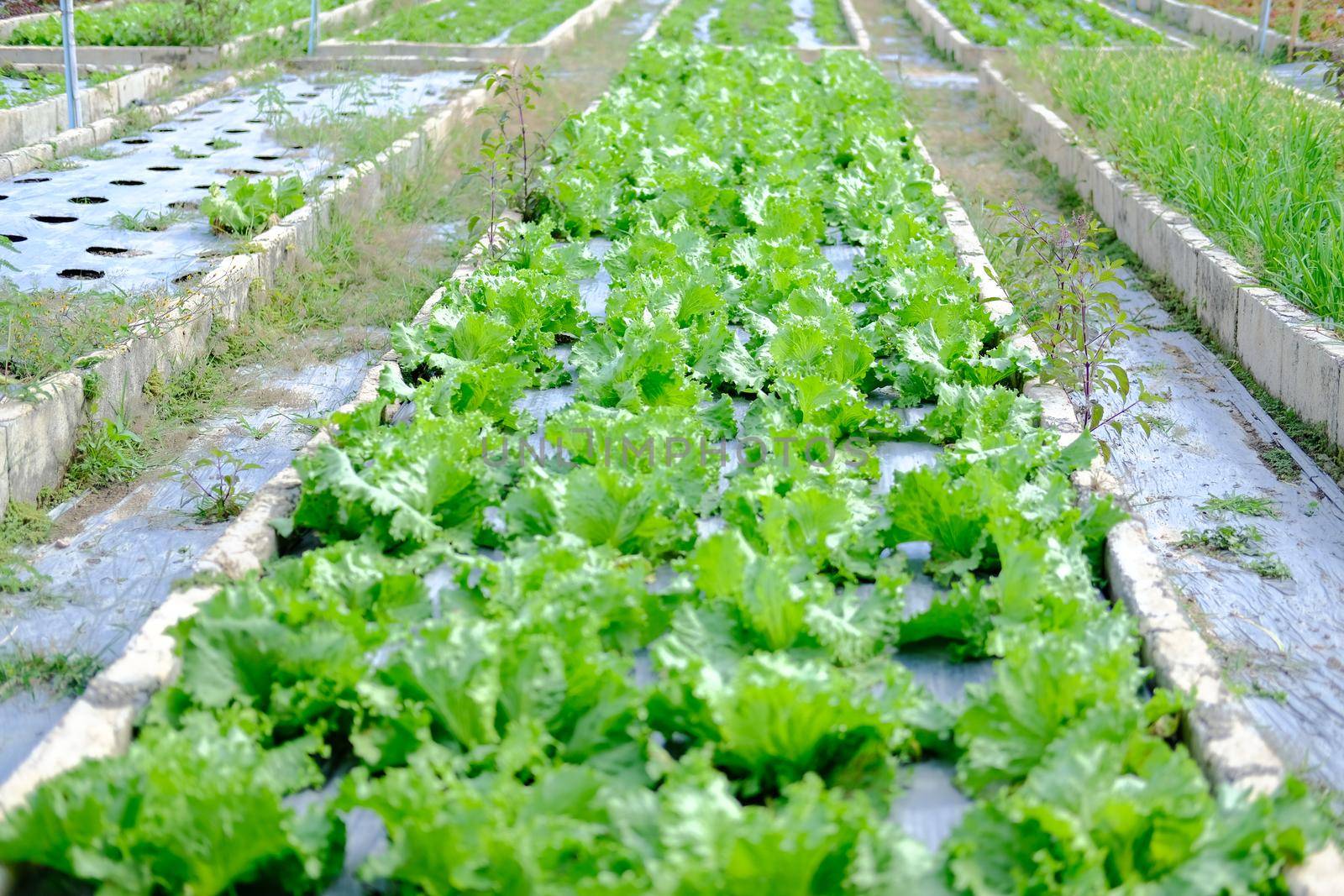 Frillice Iceberg lettuce vegetable plant growing in garden farm