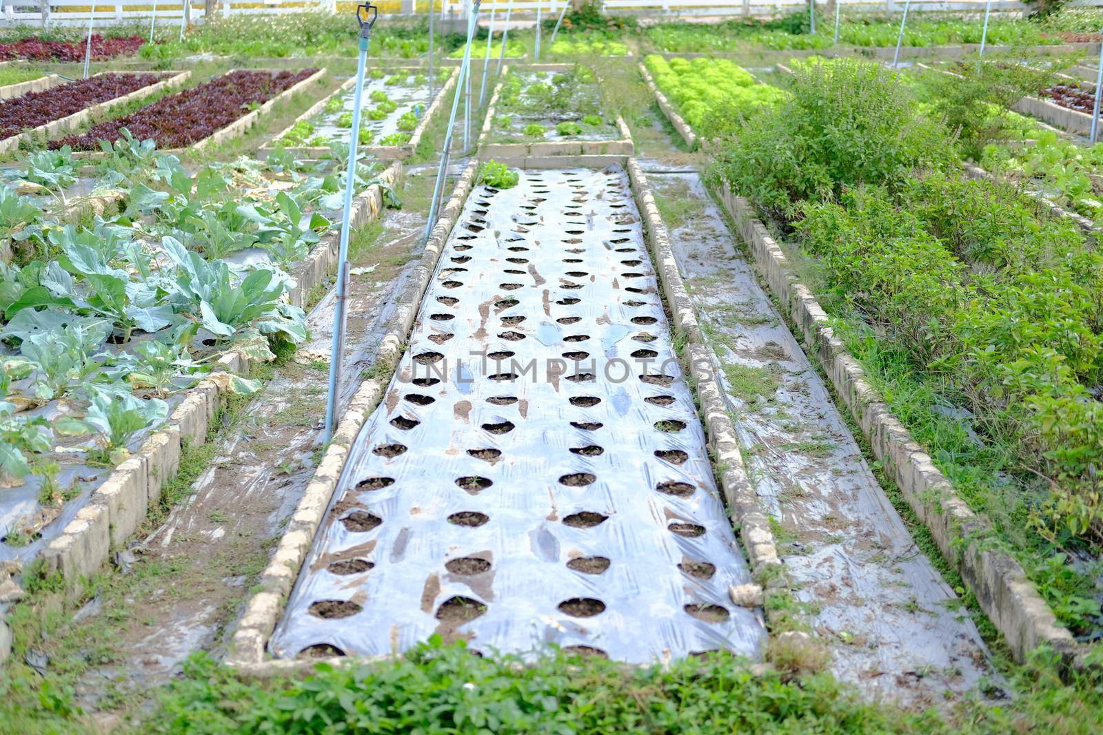 plastic mulch used to suppress weeds with hole for growing plant on vegetable bed on farmland