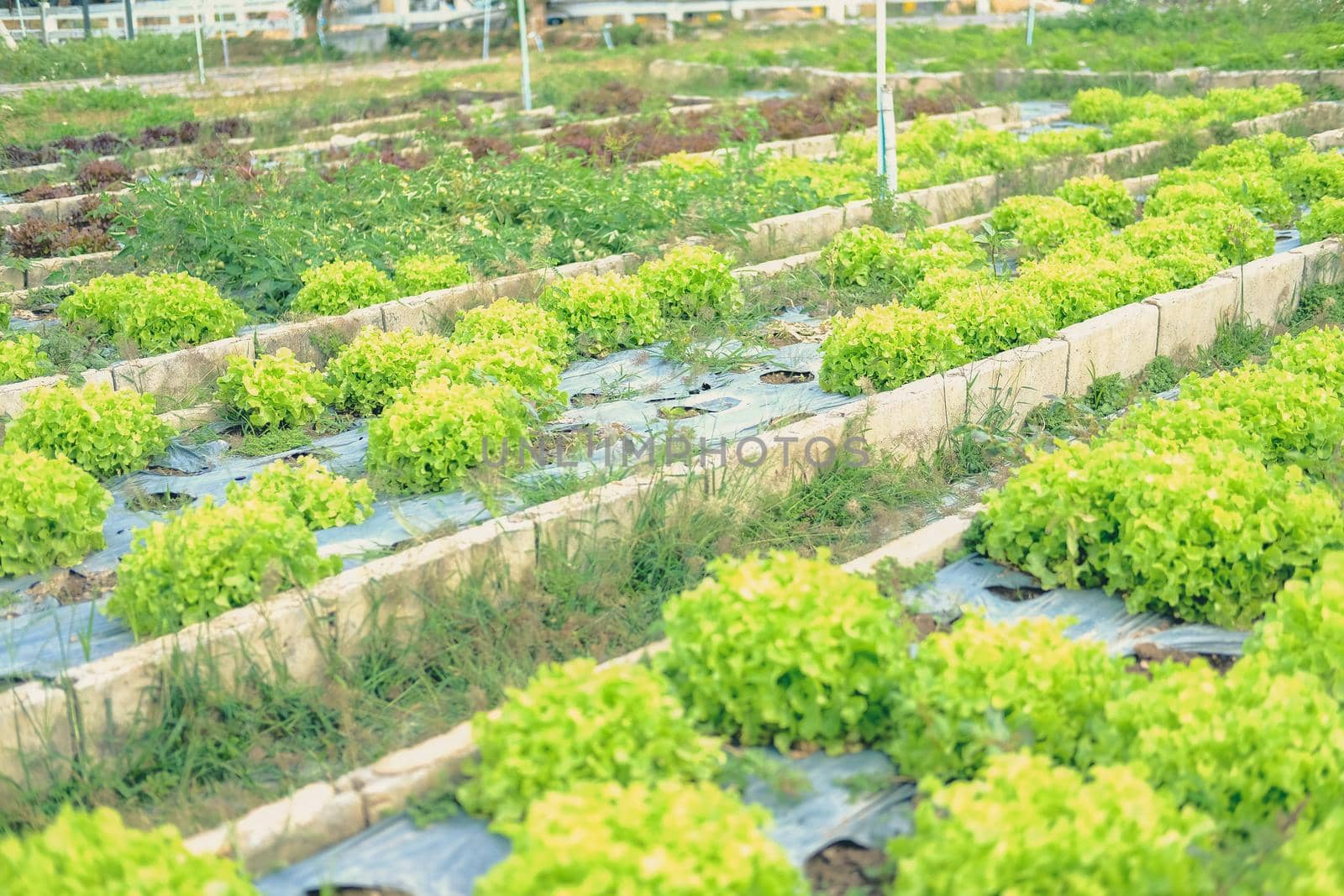 green oak lettuce vegetable plant growing in garden farm