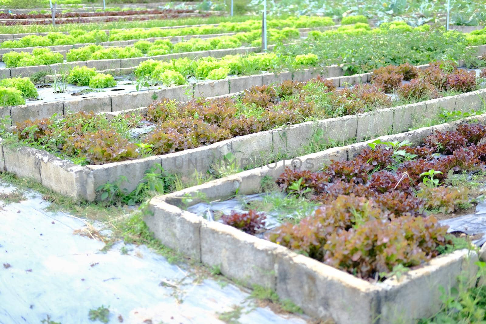red oak lettuce vegetable plant growing in garden farm