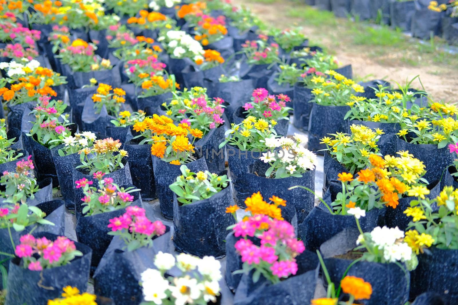colorful zinnia flower in growing in flora farm. flower planting cultivation