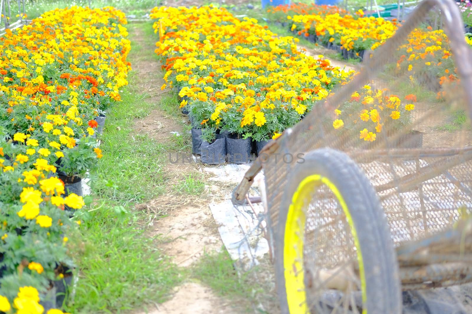french marigold flower in growing in flora farm. flower planting cultivation