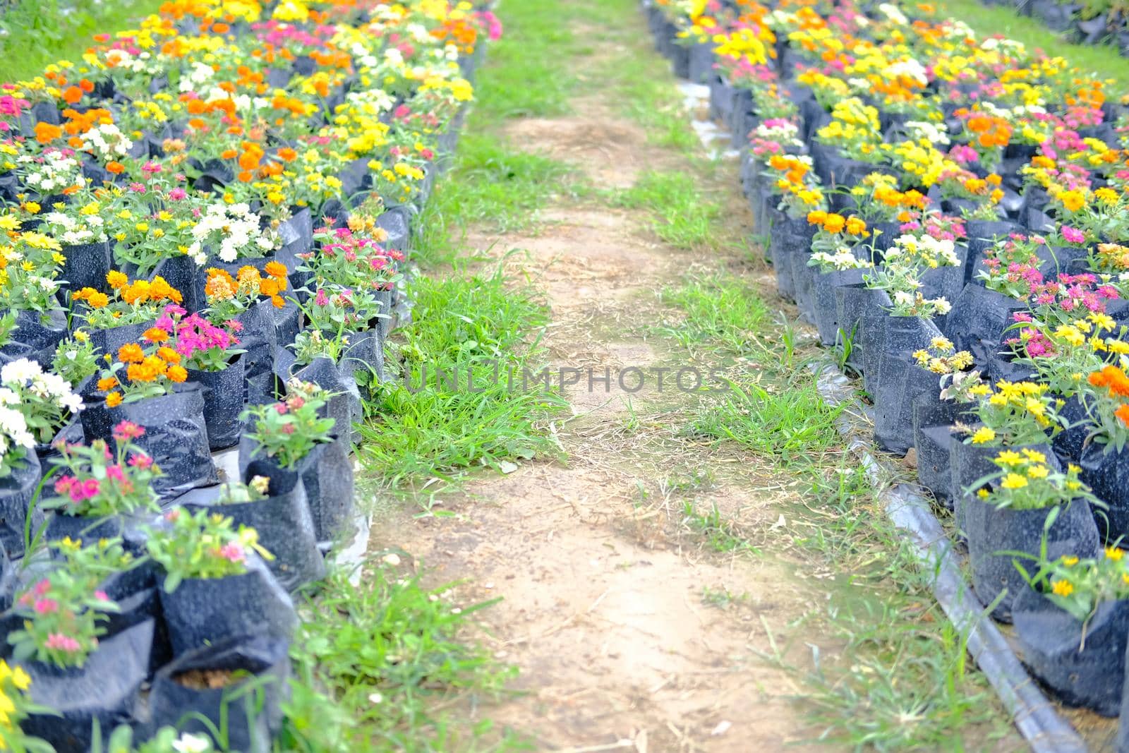 colorful zinnia flower in growing in flora farm. flower planting cultivation