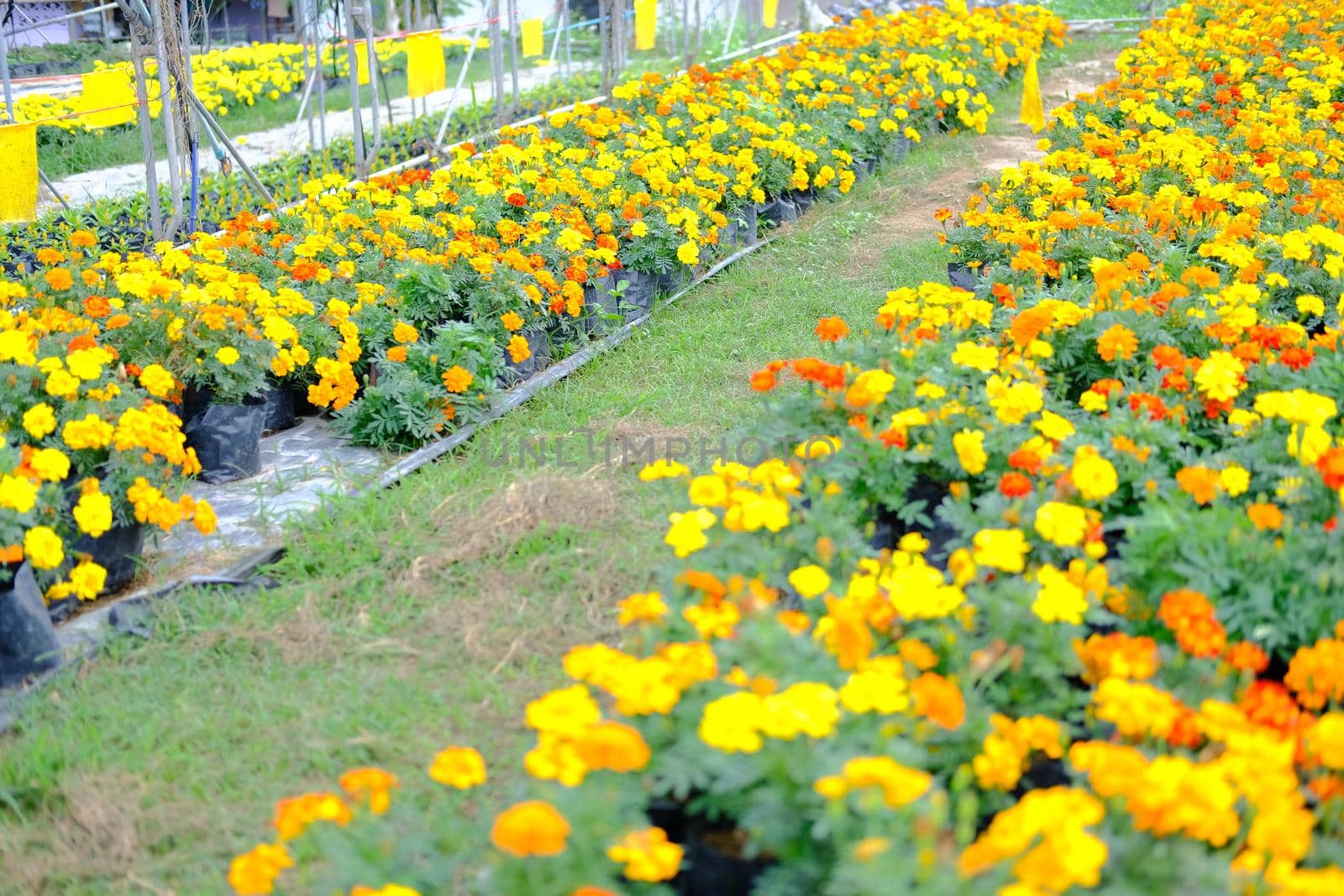 french marigold flower in growing in flora farm. flower planting cultivation