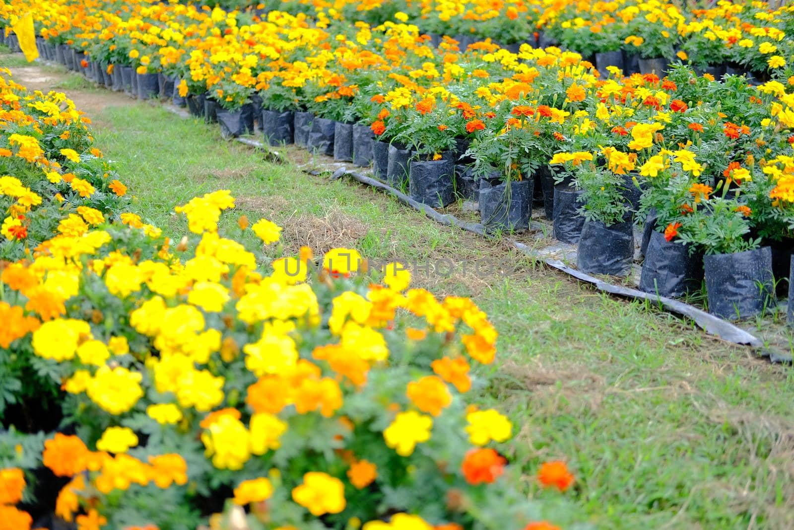 french marigold flower in growing in flora farm. flower planting cultivation