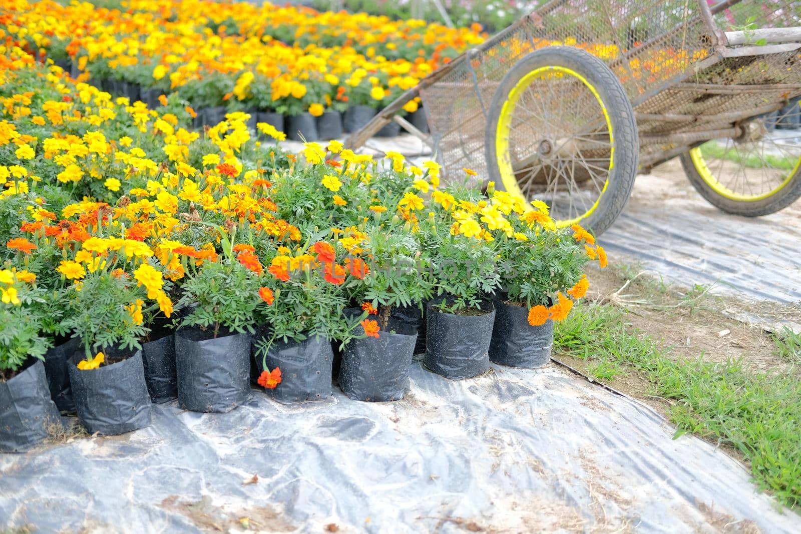 french marigold flower in growing in flora farm. flower planting cultivation