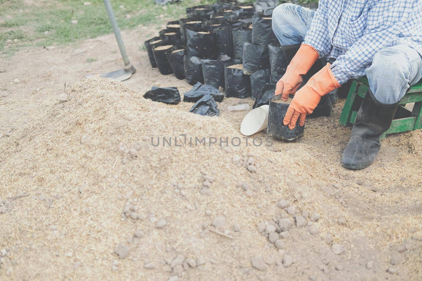 farmer pouring substrate materials for growing plant. soil fertilizer in planting bag for transplanting seedling in farm