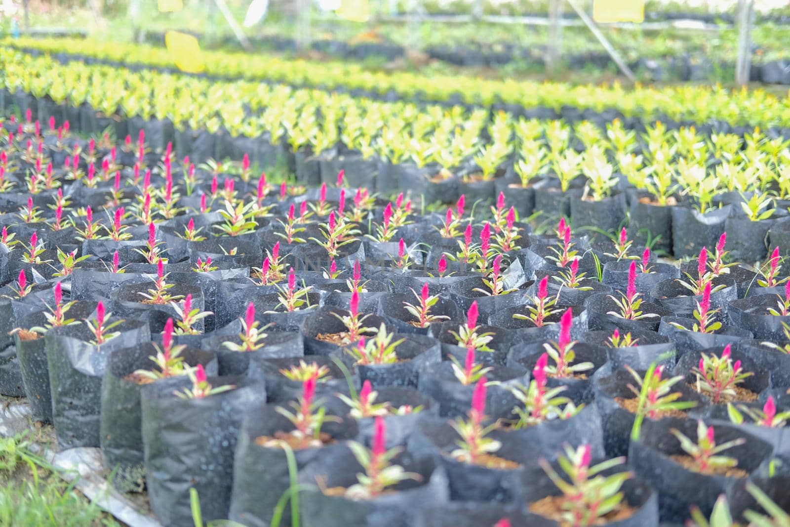 Celosia Plumed cockscomb flower in growing in flora farm. flower planting cultivation