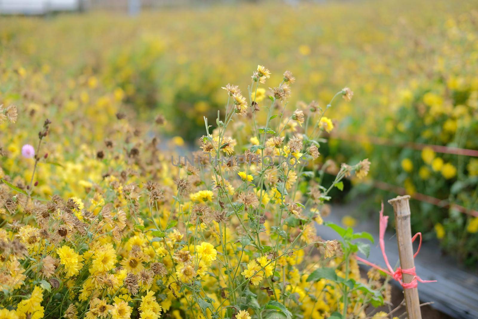 Withered yellow chrysanthemum flower blooming in flora meadow field