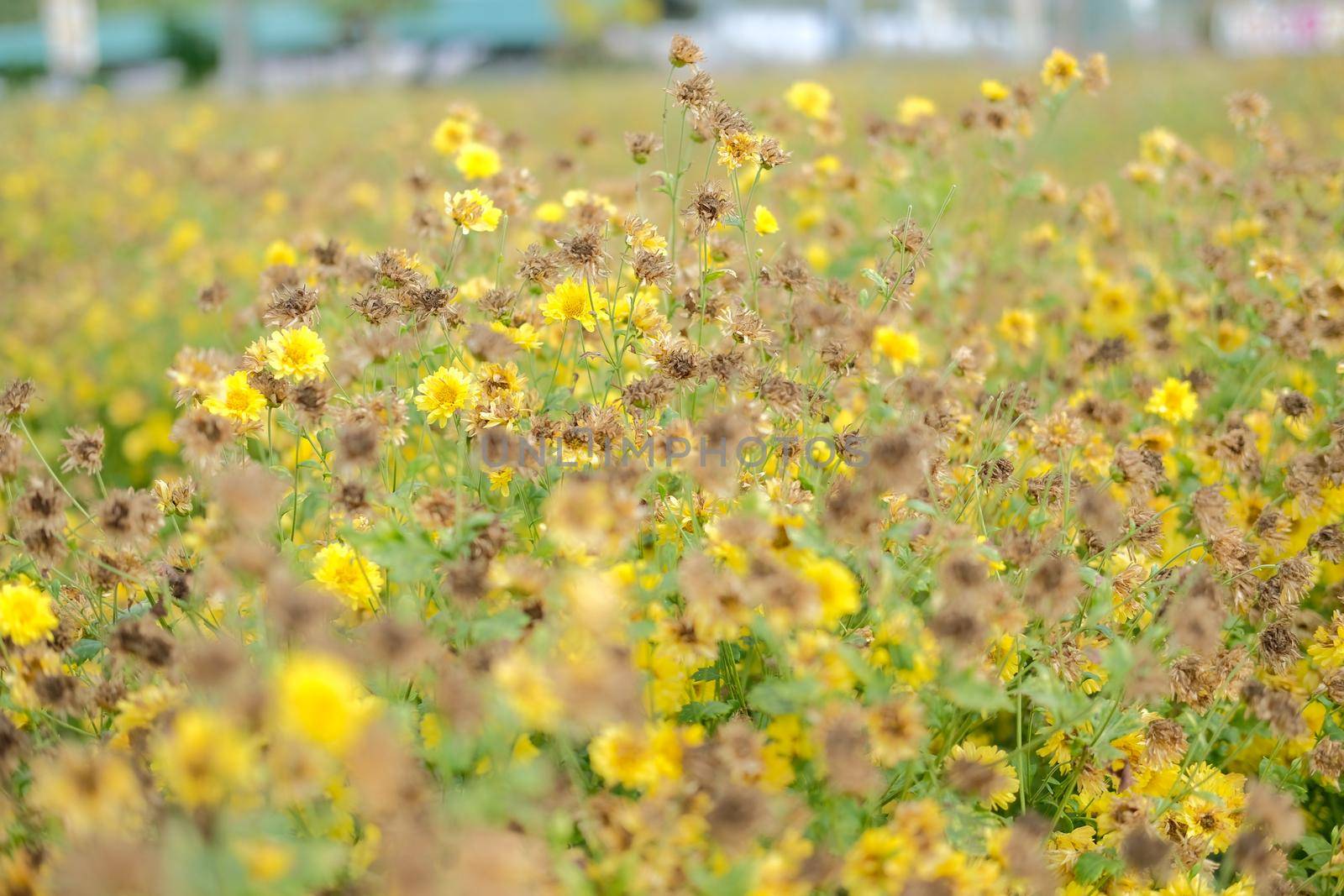 Withered yellow chrysanthemum flower blooming in flora meadow field