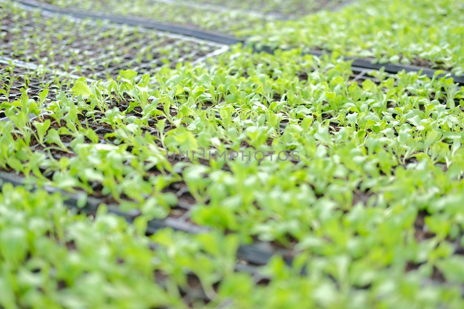 vegetable sprout seedling plant growing in nursery greenhouse in farm