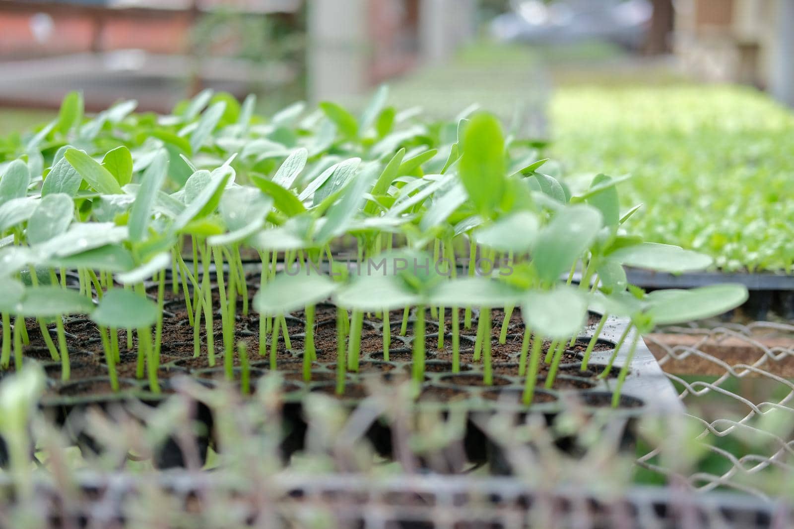vegetable sprout seedling plant growing in nursery greenhouse in farm