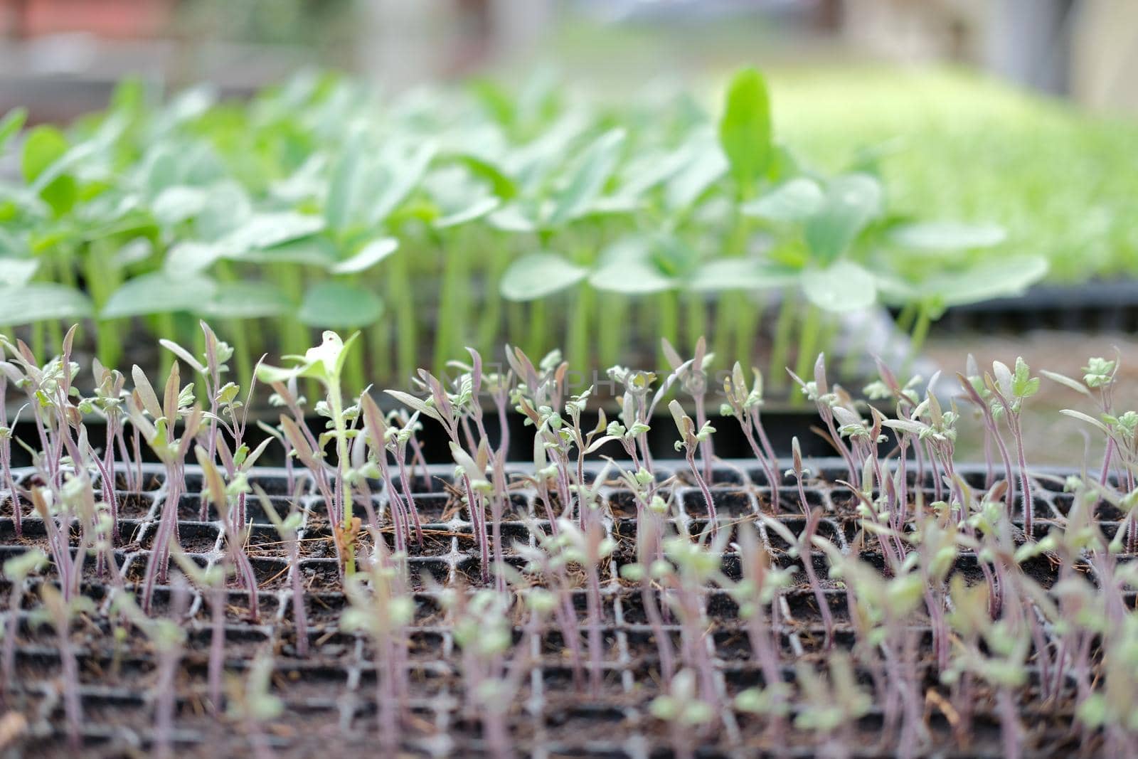 vegetable sprout seedling plant growing in nursery greenhouse in farm